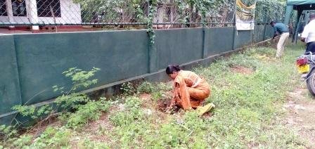 Tree planting program implemented in the office premises